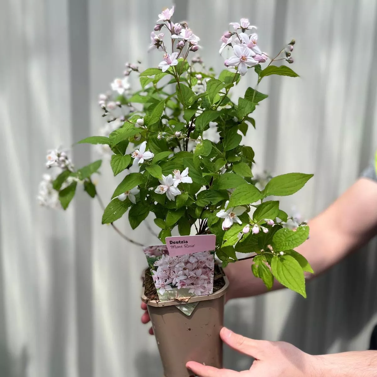 deutzia-mont-rose-1l-2l-1l Deutzia ‘Mont Rose’ 1L / 2L – 1L