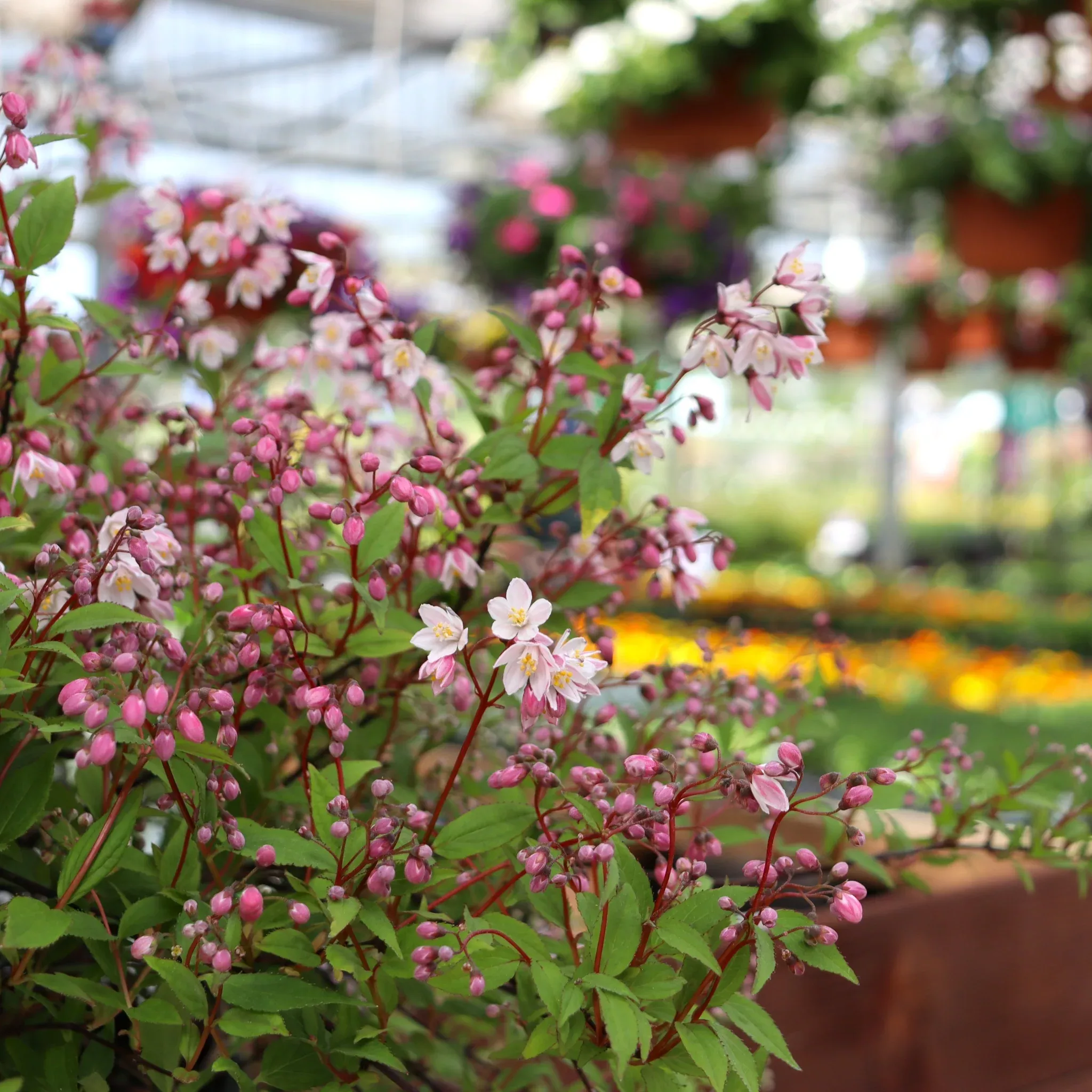deutzia Deutzia