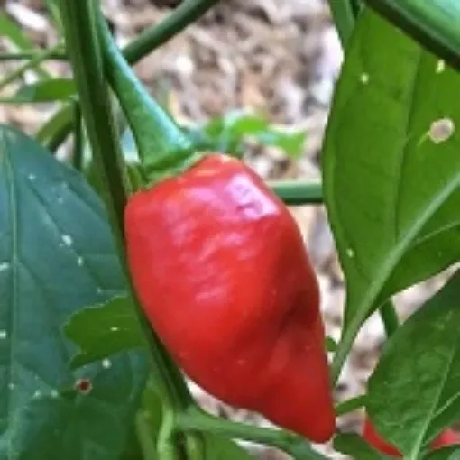 devil-s-tongue-red-pepper-seeds Devil's Tongue Red Pepper Seeds