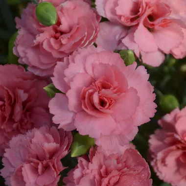 dianthus-classic-coral-pp30048-30-ct-flat Dianthus 'Classic Coral' PP30048 (30)ct Flat