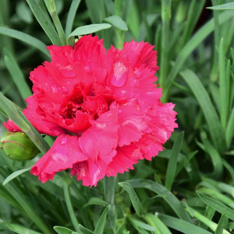 Dianthus 'Cranberry Cocktail'