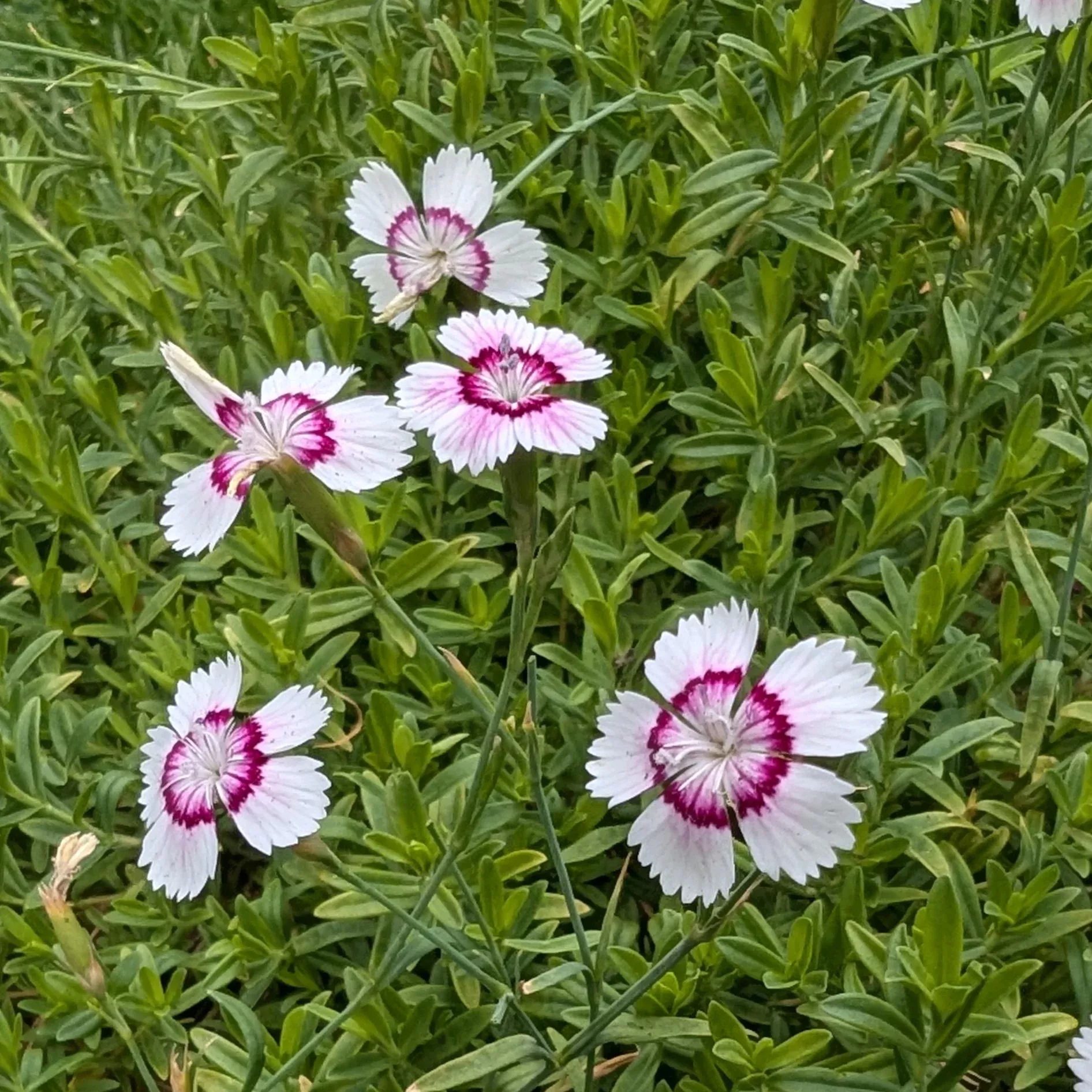 dianthus-deltoides-arctic-fire-pinks-sweet-william Dianthus deltoides Arctic Fire Pinks Sweet William