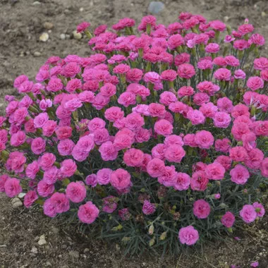 dianthus-double-bubble-pp29972-30-ct-flat Dianthus 'Double Bubble' PP29972 (30)ct Flat