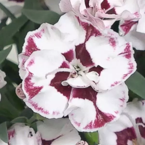 dianthus-everlast Dianthus 'Everlast'
