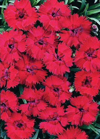 dianthus-fire-star-pp14895-10-ct-quarts Dianthus 'Fire Star' PP14895 (10)ct Quarts