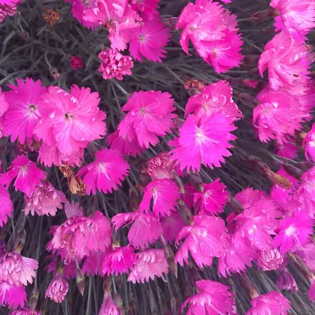 dianthus-fire-witch-3-5-inch-pots-minimum-quantity-25-plants Dianthus 'Fire Witch' - 3.5 inch Pots (Minimum Quantity: 25 Plants)