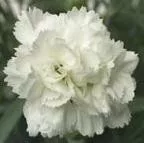 dianthus-frosty-ppaf Dianthus Frosty PPAF