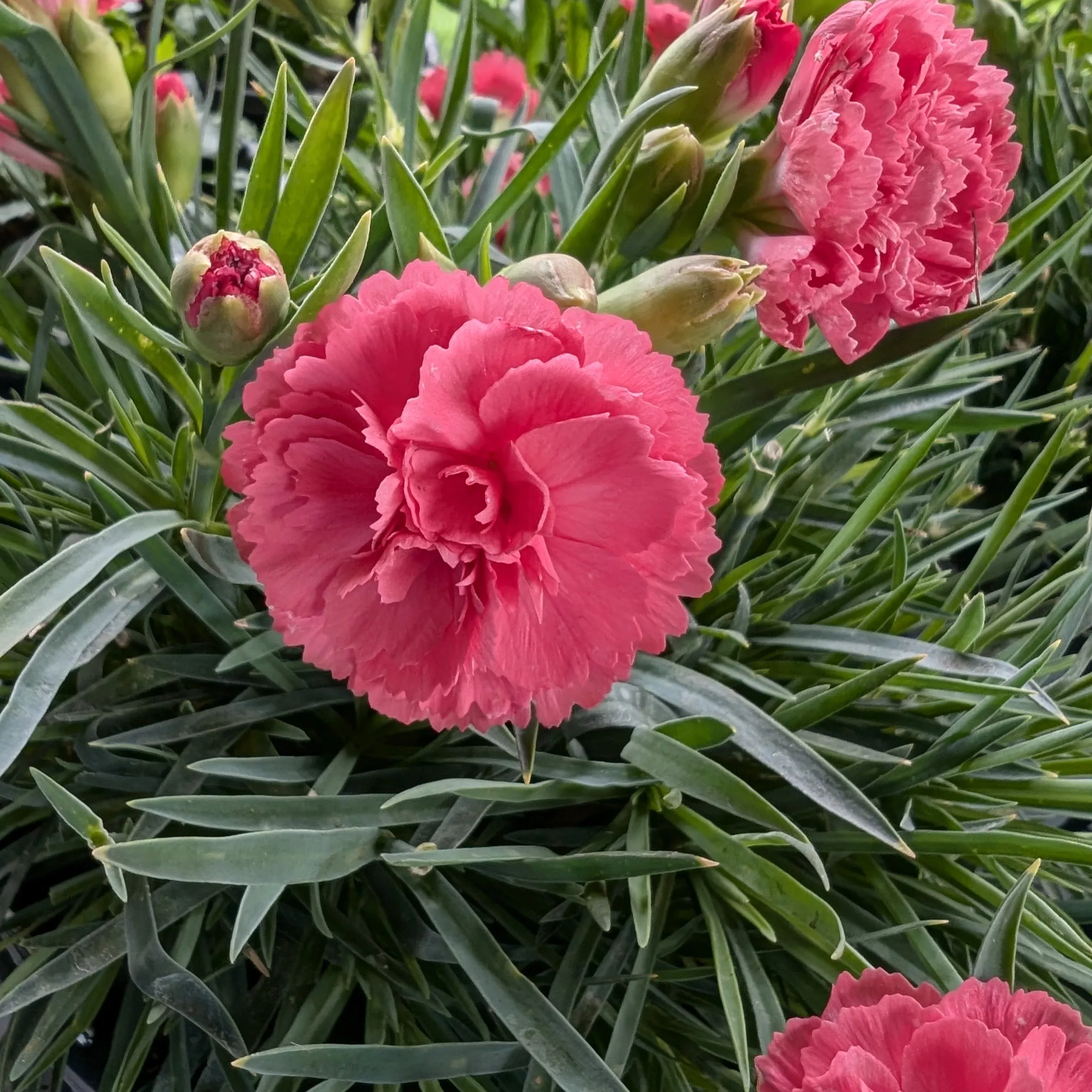 dianthus-fruit-punch-classic-coral-pw-pinks Dianthus Fruit Punch- Classic Coral PW Pinks