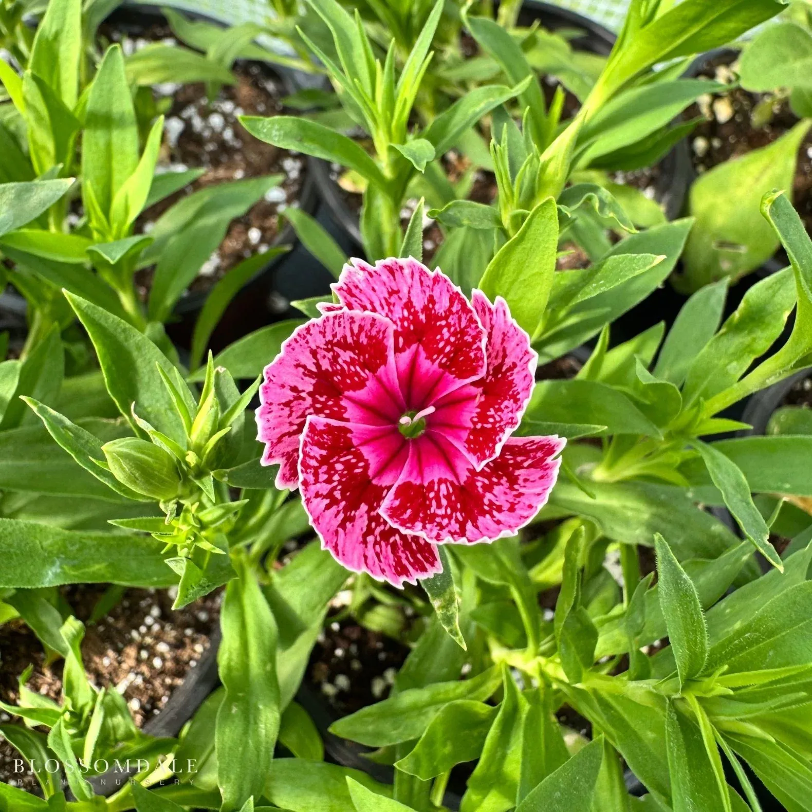 dianthus-ideal-select-raspberry Dianthus Ideal Select Raspberry