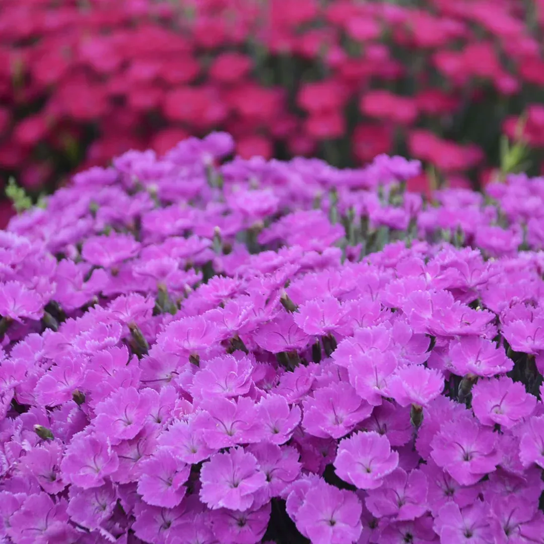 Dianthus 'Paint Town Fuchsia'