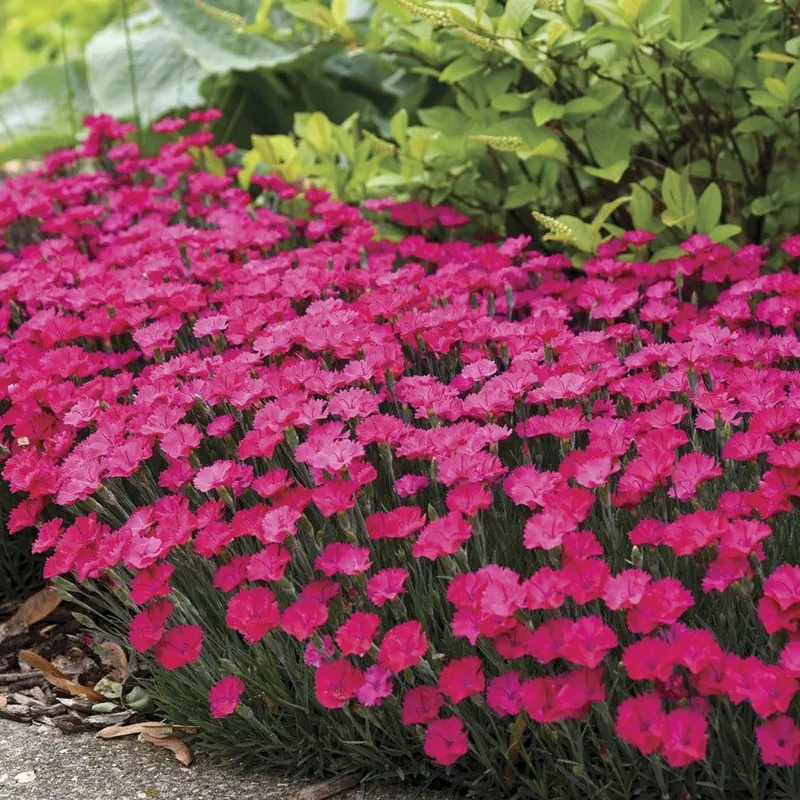 Dianthus 'Paint Town Magenta'