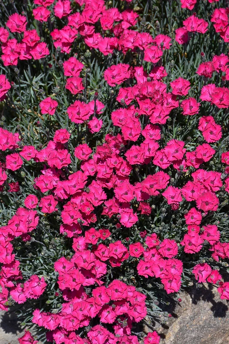 Dianthus 'Paint Town Red'