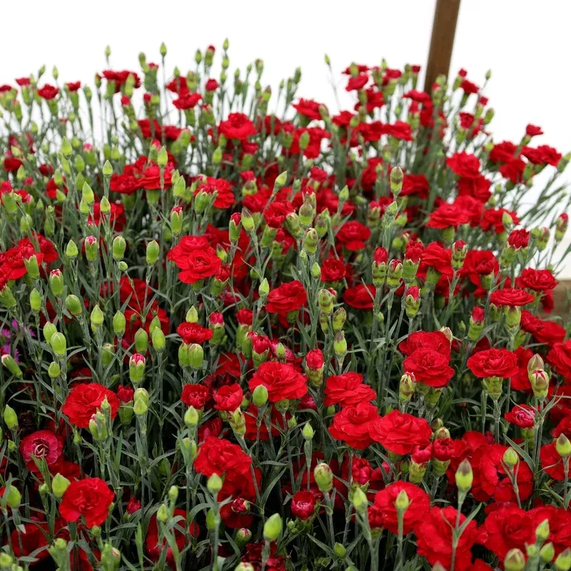 Dianthus 'Passion'