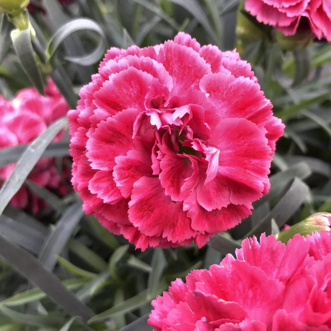 Dianthus 'Raspberry Ruffles'