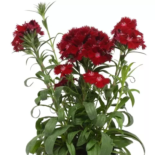 Dianthus (Rockin Red)