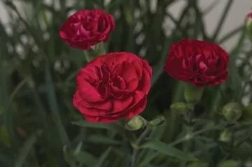 dianthus-sft-passion-pp20440-10-ct-quarts Dianthus 'SFT: Passion' PP20440 (10)ct Quarts