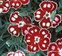 Dianthus 'Spangled Star' PP13029
