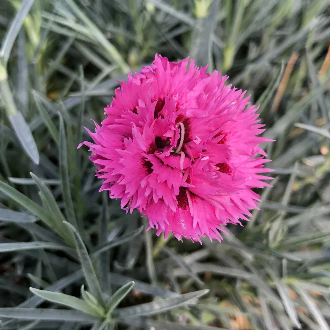 Dianthus 'Spiked Punch'