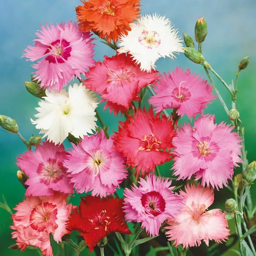 dianthus-spring-beauty Dianthus (Spring Beauty)