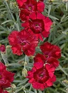 Dianthus 'Very Cherry' PPAF (30)ct Flat