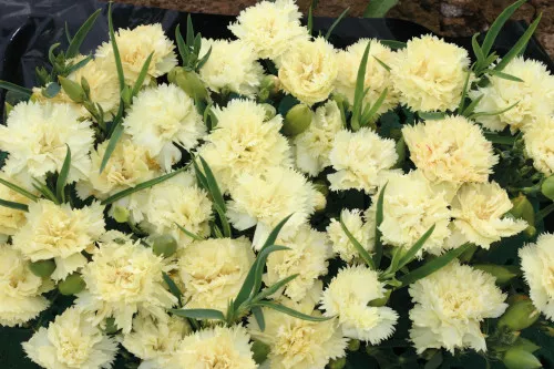 dianthus-yellow-bling-bling Dianthus (Yellow Bling Bling)