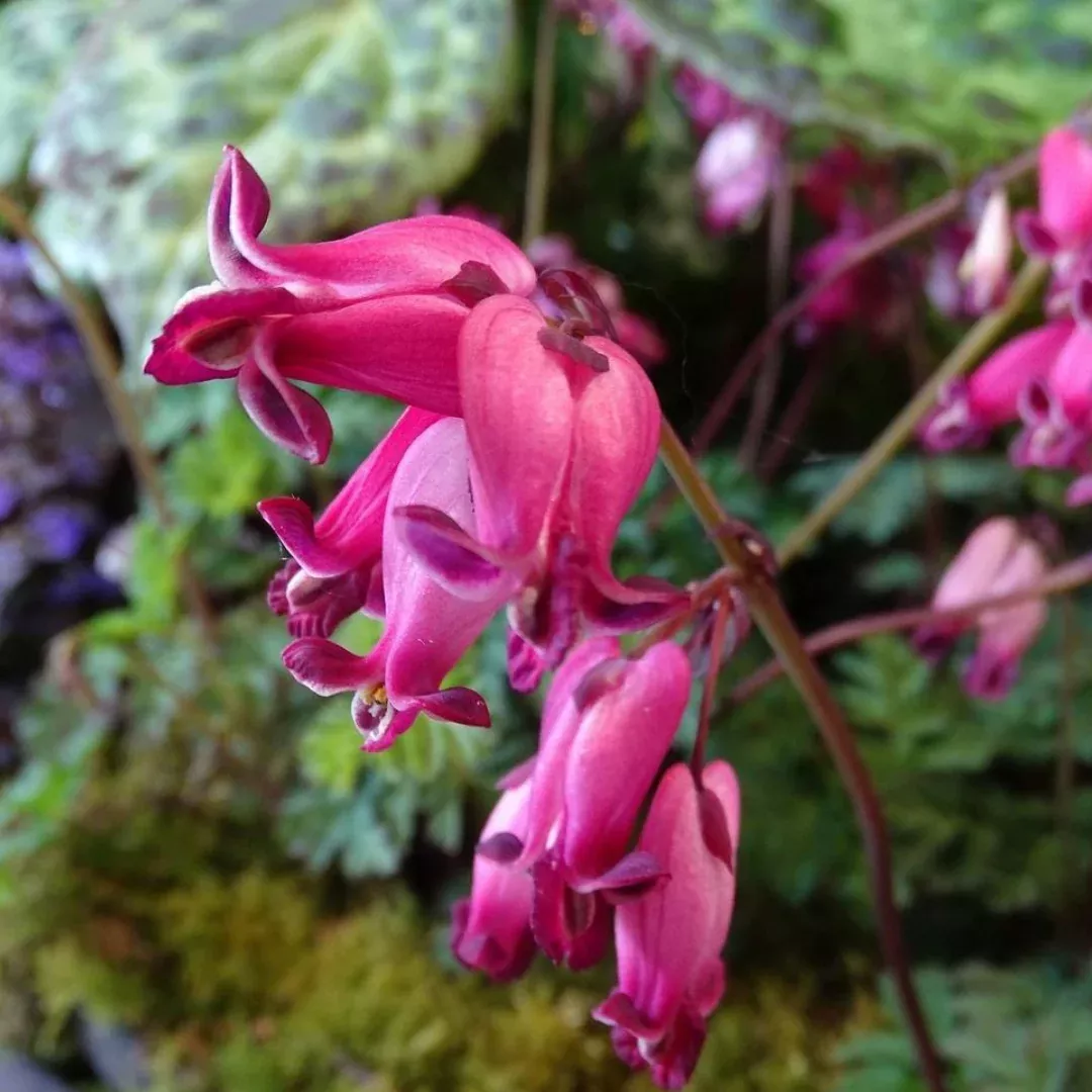 Dicentra 'Amore Rose'