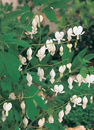 dicentra-s-alba-25-br-plants Dicentra s. 'Alba' (25) BR Plants