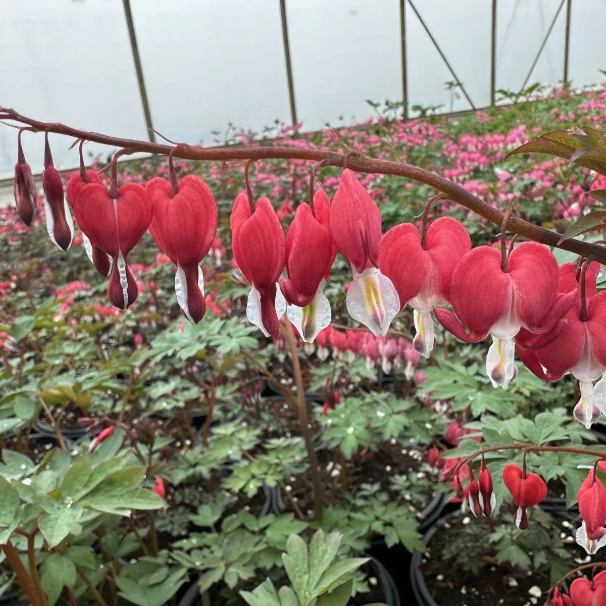 dicentra-valentine-bleeding-heart Dicentra Valentine Bleeding Heart