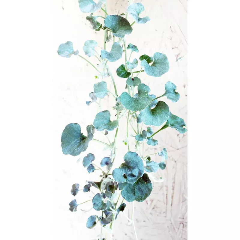 Dichondra argentea 'Silver Falls'