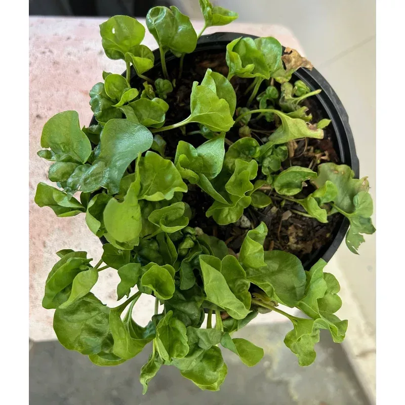 dichondra-occidentalis-western-ponysfoot Dichondra occidentalis, Western Ponysfoot