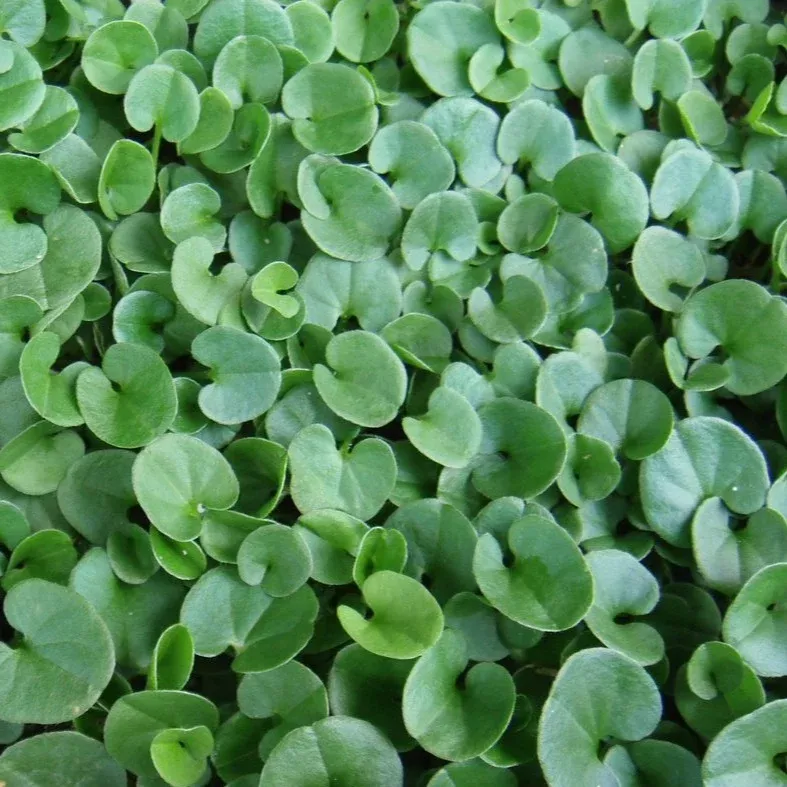 Dichondra