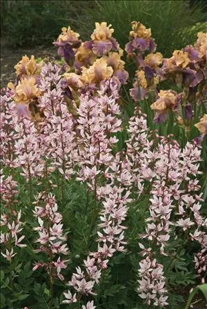 Dictamnus a. 'Purpureus (25) BR Plants