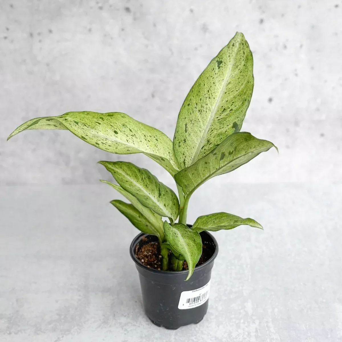 dieffenbachia-camouflage Dieffenbachia 'Camouflage'