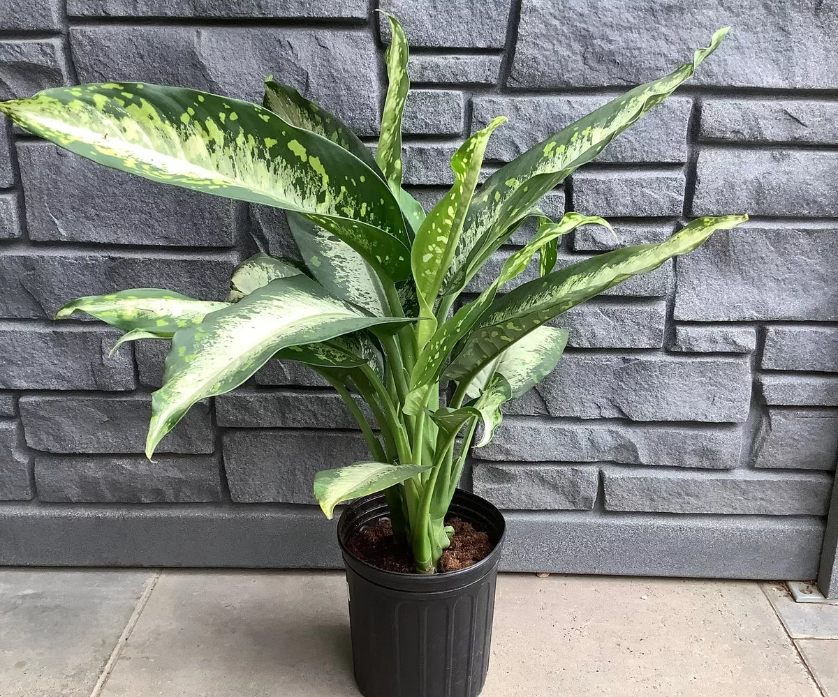 Dieffenbachia - Panther 10"