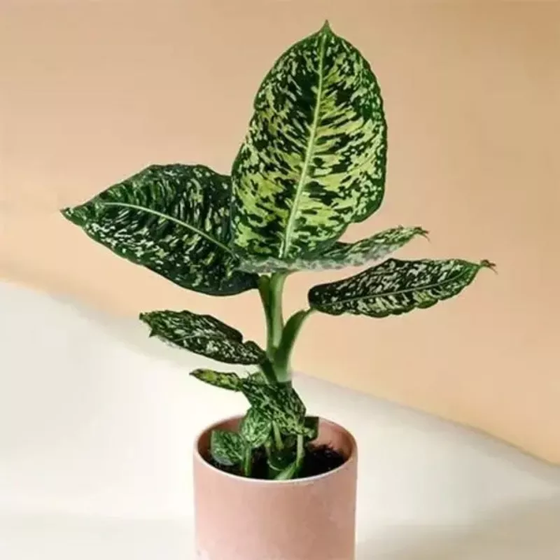 dieffenbachia-reflector Dieffenbachia 'Reflector'