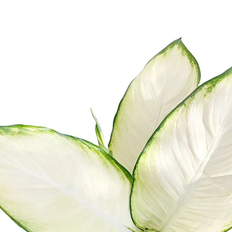 dieffenbachia-tropic-marianne Dieffenbachia - ‘Tropic Marianne’