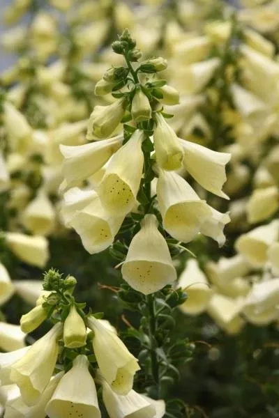 digitalis-arctic-fox-lemon-cream-foxglove Digitalis Arctic Fox Lemon Cream Foxglove