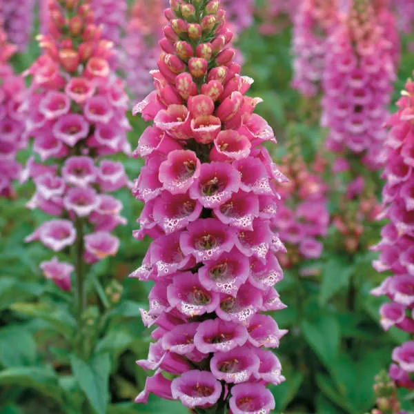 digitalis-candy-mountain-foxglove Digitalis Candy Mountain Foxglove