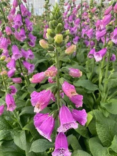 digitalis-dalmatian-purple-foxglove Digitalis Dalmatian Purple Foxglove