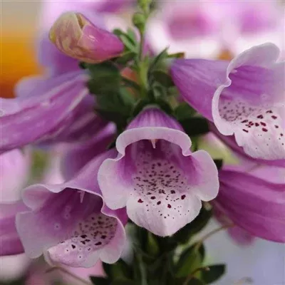 digitalis-dalmatian-rose-foxglove Digitalis Dalmatian Rose Foxglove
