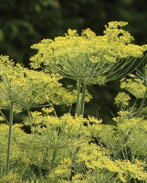 Dill 'Dukat'