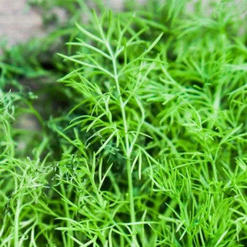 dill-mammoth-seeds Dill - Mammoth seeds