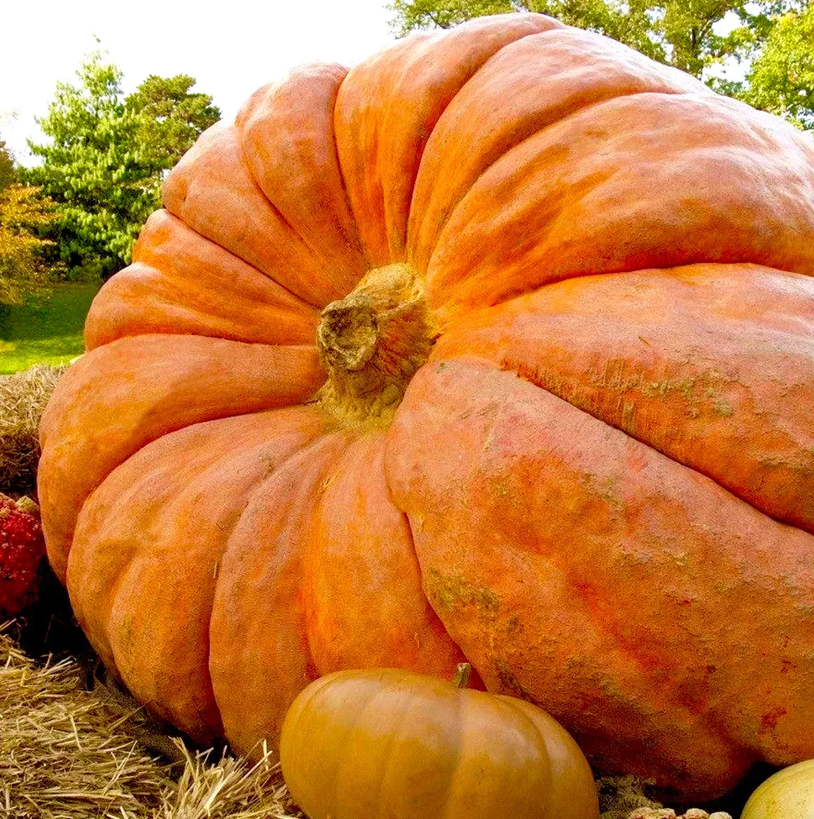 dill-s-atlantic-giant-pumpkin Dill's Atlantic Giant Pumpkin