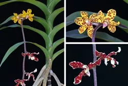 dimorphorchis-lowii-only-2-avail-leaf-span-approx-18-longest-leaf-tip-to-longest Dimorphorchis lowii, (ONLY 2 Avail.) Leaf span approx. 18" longest leaf tip to longest leaf tip, actual plant shown - *See Item Description/Know What You're Buying