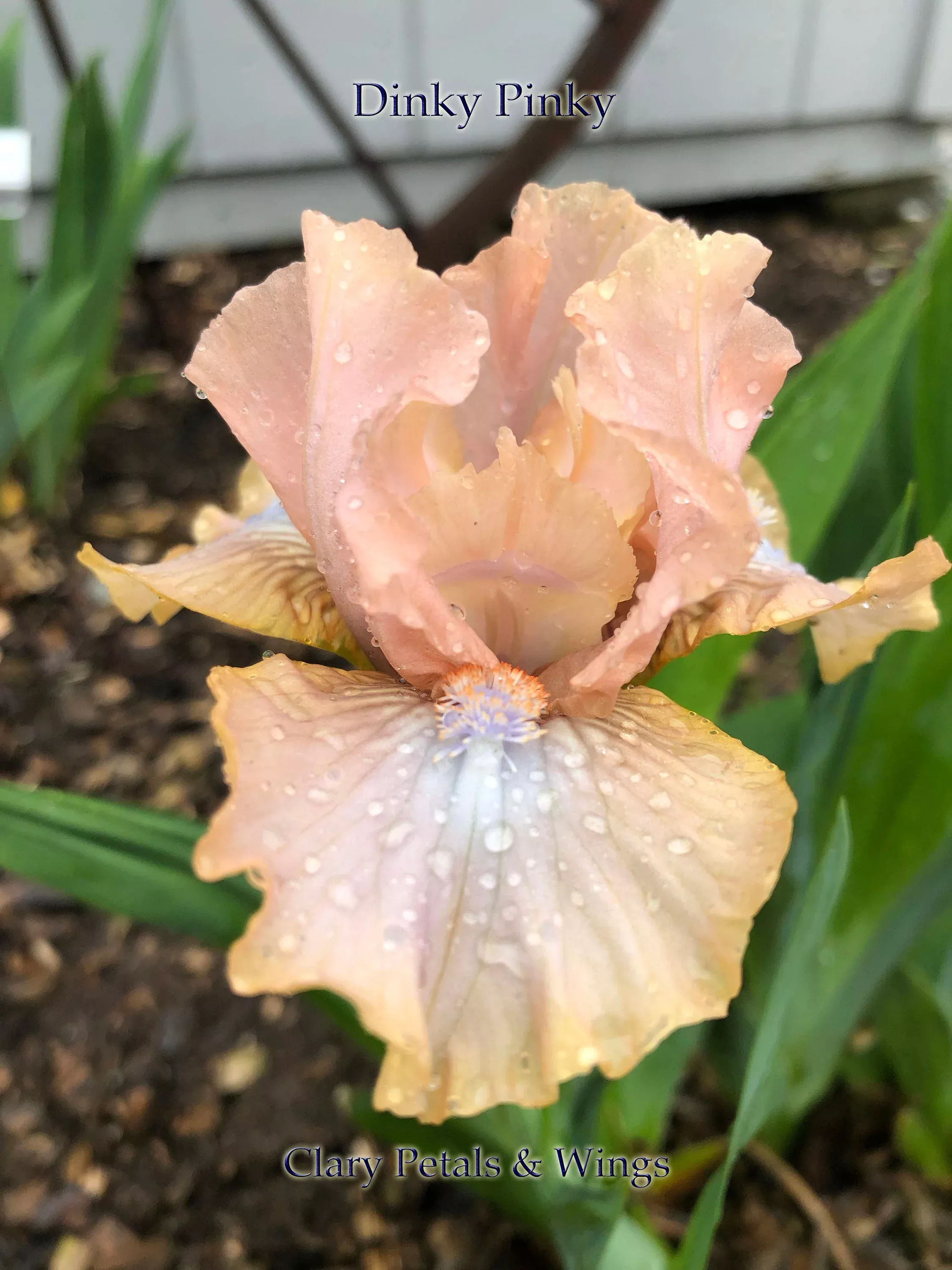 dinky-pinky-2016-sdb-reblooming DINKY PINKY - 2016 - SDB - Reblooming