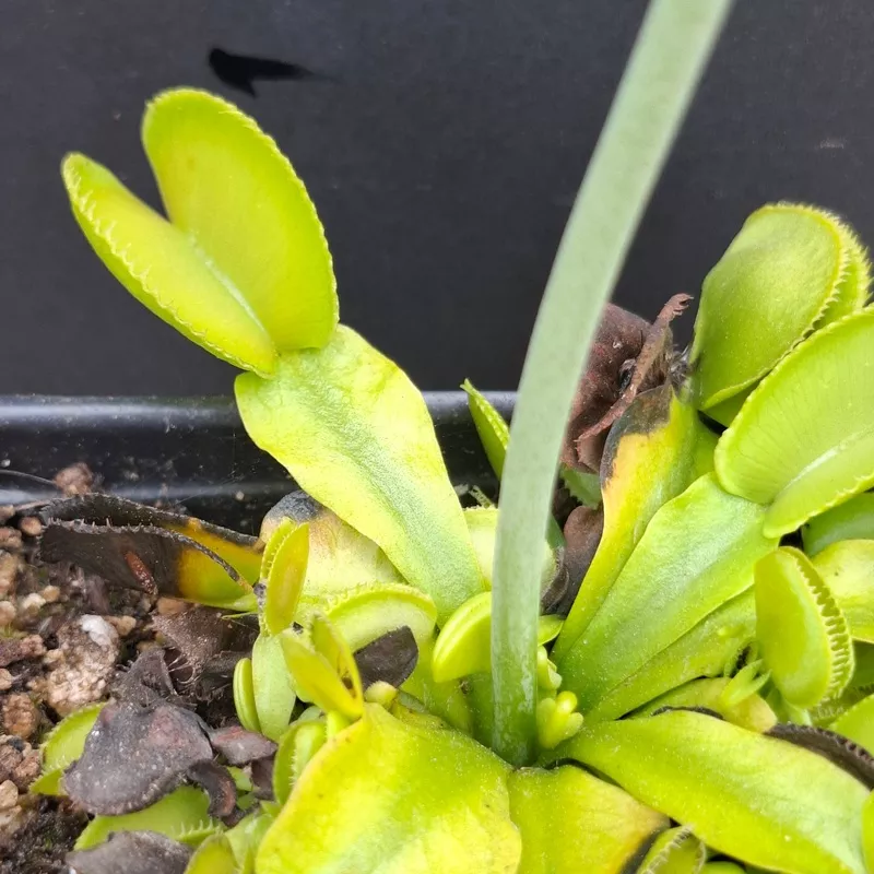 dionaea-muscipula-venus-flytrap-canari-x-op Dionaea muscipula VENUS FLYTRAP ‘CANARI’ x OP