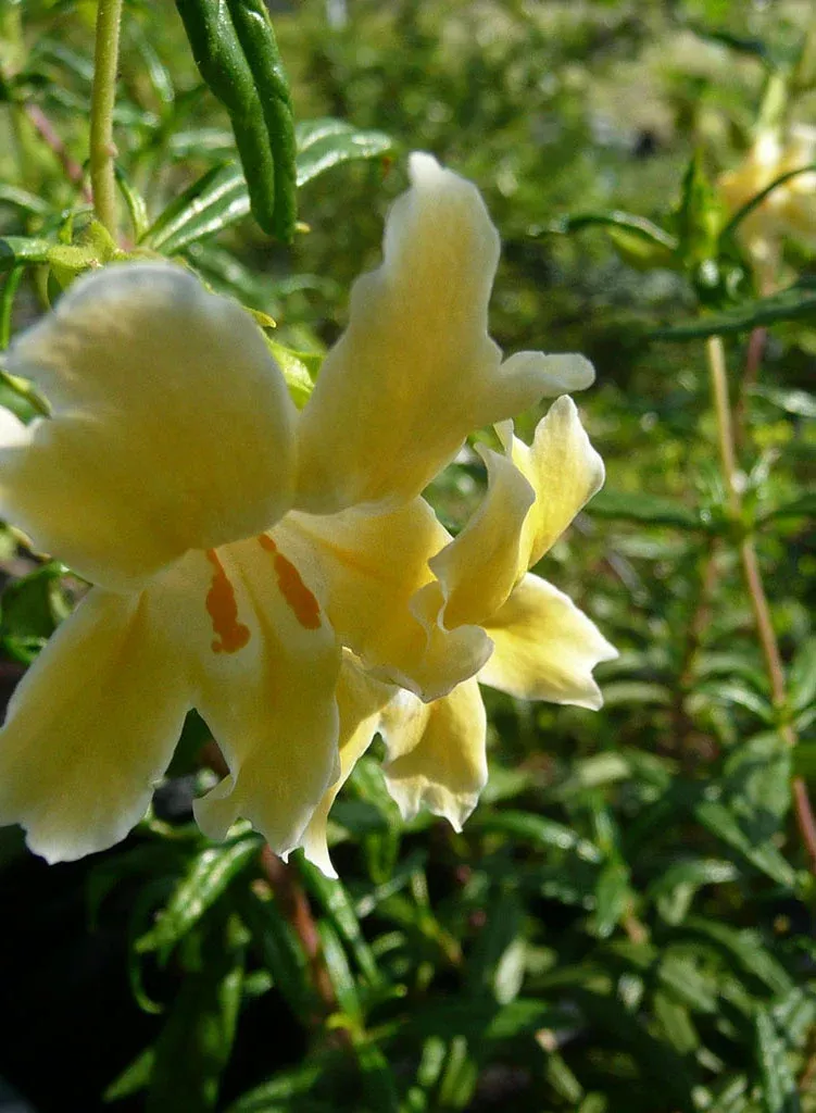 diplacus-eleanor-eleanor-monkeyflower-plant Diplacus 'Eleanor' - Eleanor Monkeyflower (Plant)