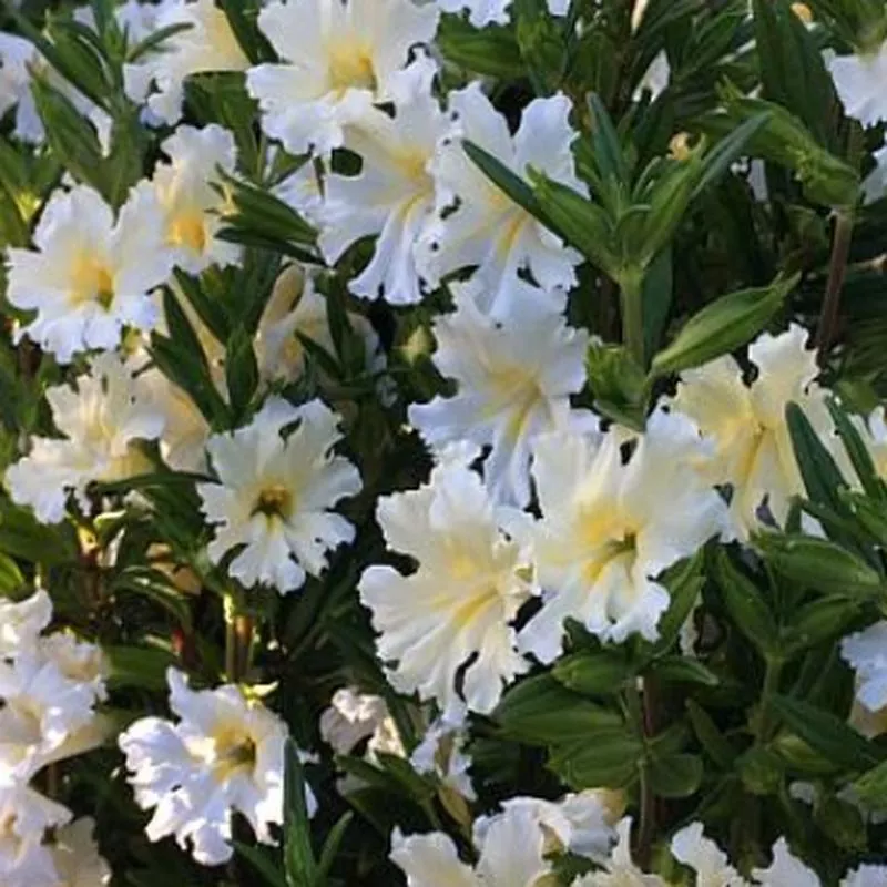 diplacus-mimulus-bifidus-white Diplacus (Mimulus) bifidus 'White'