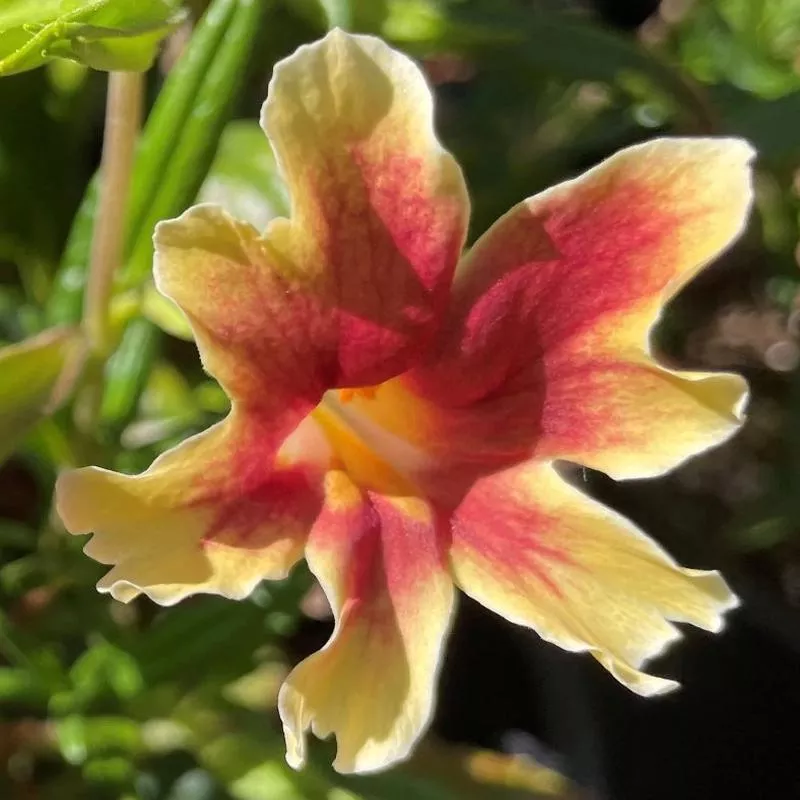 diplacus-mimulus-changeling Diplacus (Mimulus) 'Changeling'
