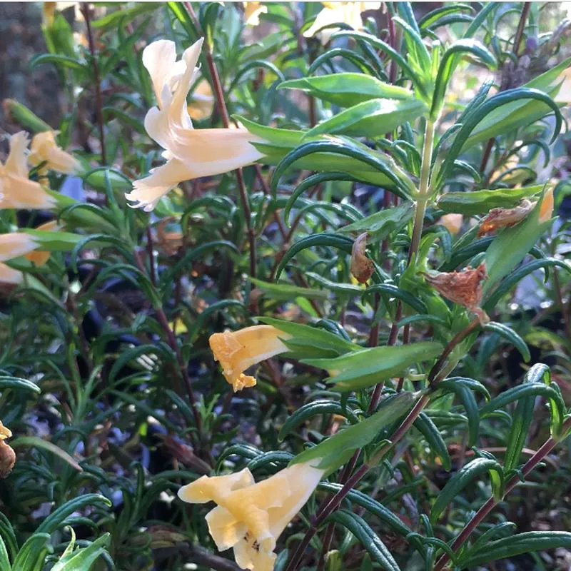 Diplacus (Mimulus) 'Eleanor'